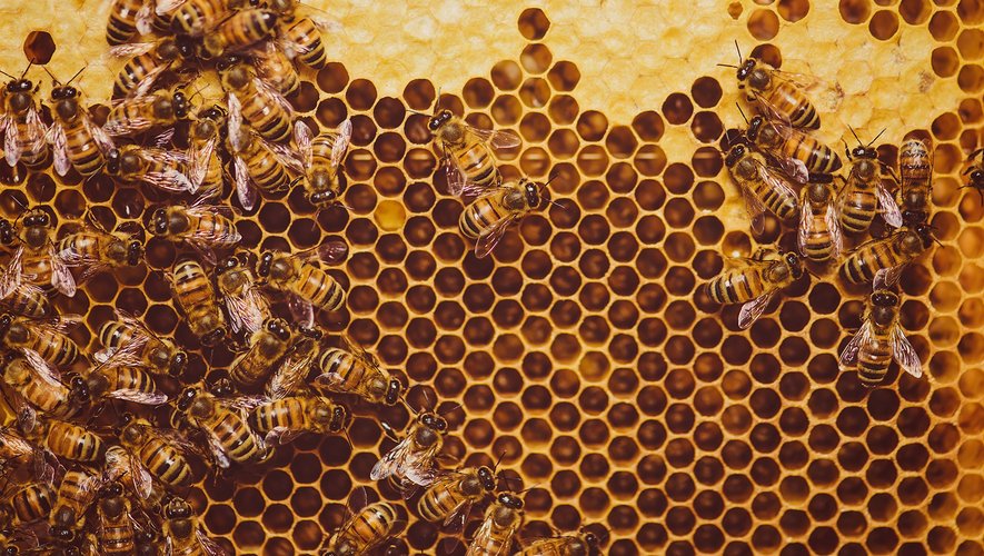 Les abeilles mellifères peuvent déceler la présence de larves malades dans leur ruche.