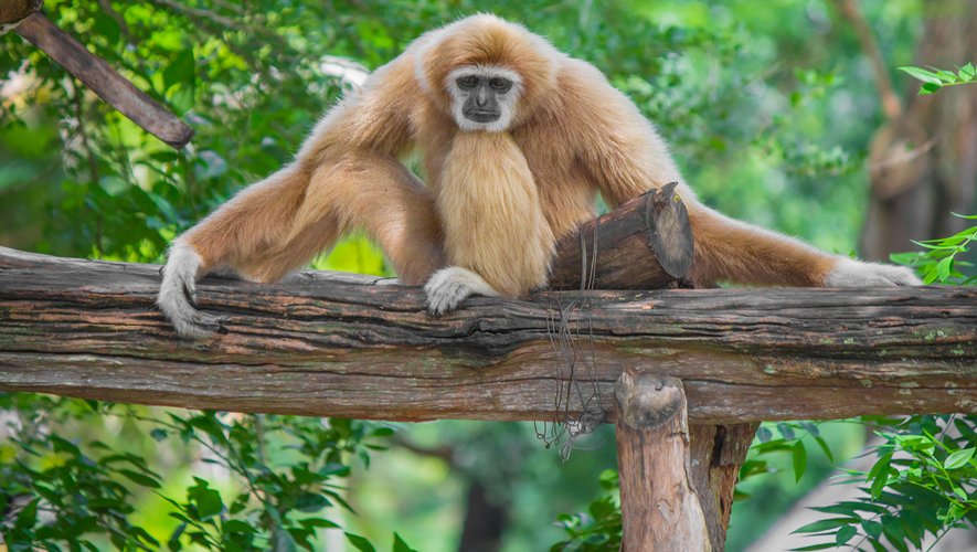 Selon l'étude, plusieurs espèces de primates seraient gravement menacées par le SARS CoV-2, telles que le gorille des plaines de l'Ouest, l'orang-outan de Sumatra et le gibbon à joues blanches du Nord.