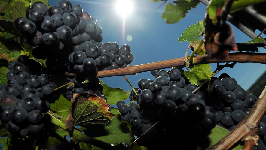 Le président du syndicat des producteurs de vin en Aveyron se dit "satisfait et serein".