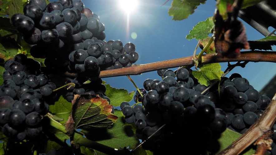 Le président du syndicat des producteurs de vin en Aveyron se dit « satisfait et serein ».