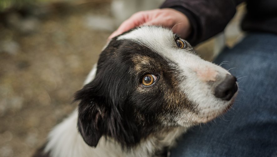 Grâce à leur flair hors pair, les chiens peuvent déceler des odeurs imperceptibles pour le nez humain, ce qui les rend précieux dans le dépistage de nombreuses pathologies.