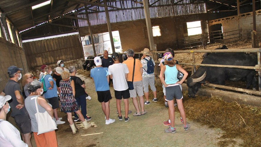 Visite surprenante et enrichissante dans cet élevage atypique de bufflonnes chez Francis Bony