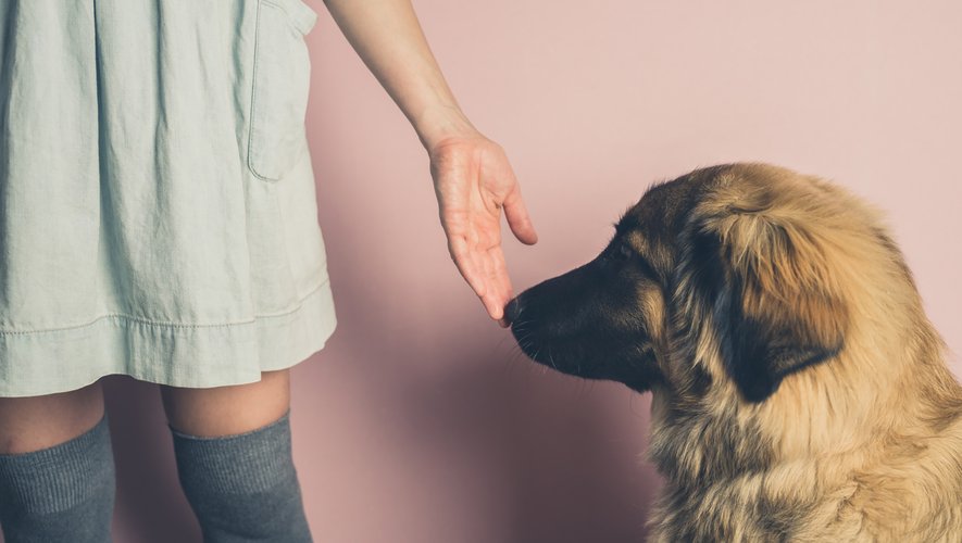 Les expériences qui utilisent des chiens entraînés à détecter par l'odorat les personnes contaminées par le nouveau coronavirus donnent des "résultats prometteurs"
