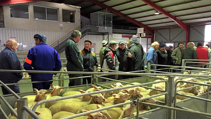 Le marché ovin de Réquista est devenu au fil des années l’un des plus importants de France.