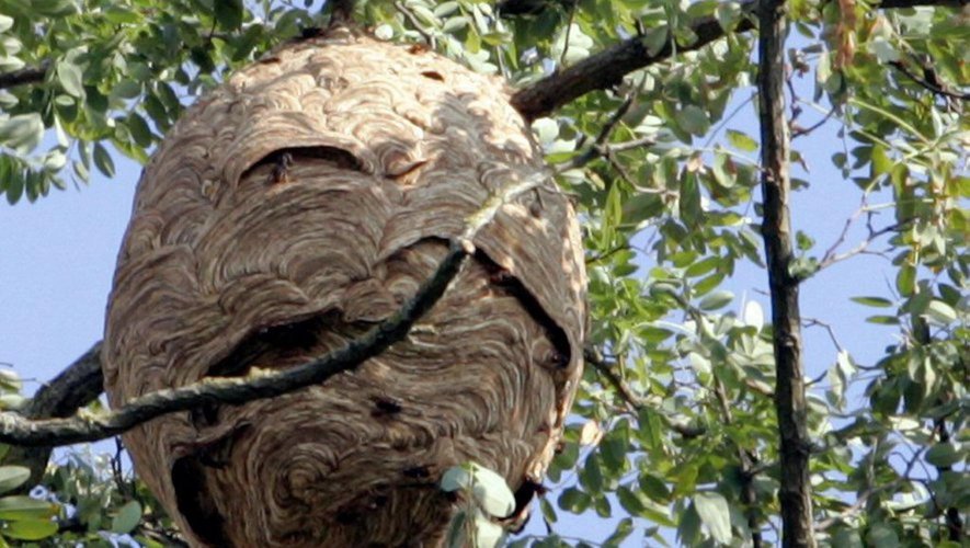 Certains nids de frelons asiatiques peuvent être impressionnants par la taille.