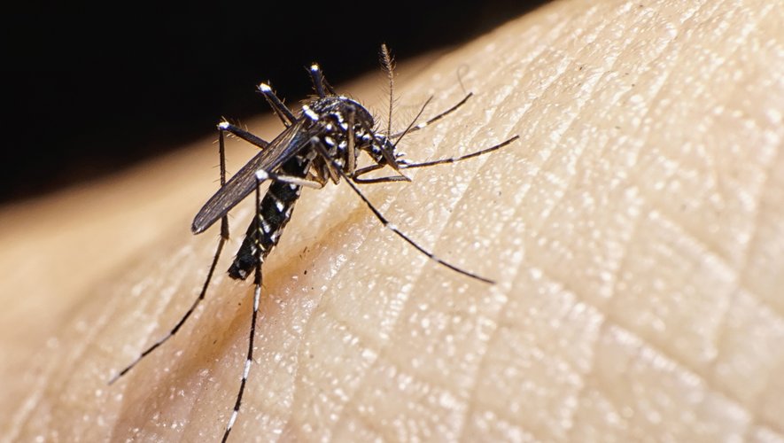 "Au total, en 2019, 113 cas confirmés ou probables de chikungunya, 923 cas de dengue et 17 cas d'infection à virus zika" ont été identifiés en France métropolitaine.
