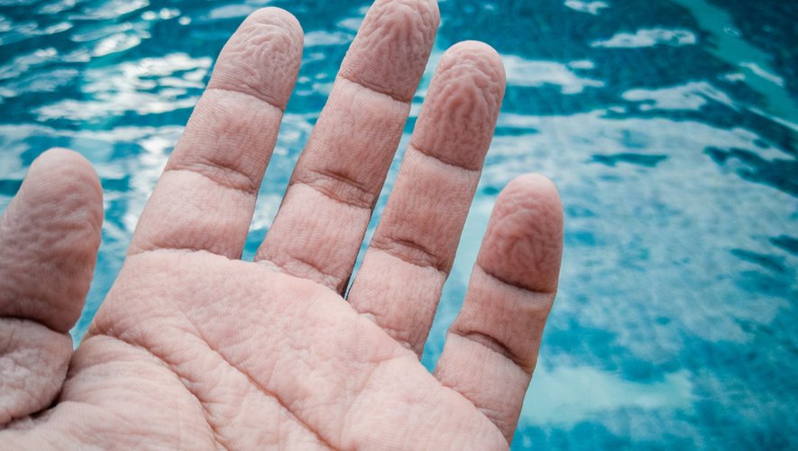 Pourquoi nos doigts se fripent dans l’eau ?