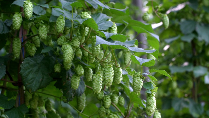 Le houblon ne sert pas qu'à brasser la bière