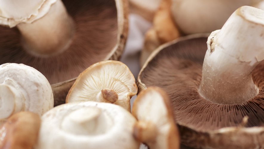 Le champignon, l'ingrédient du futur pour des emballages plus propres