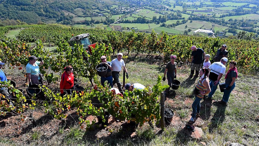 À une altitude moyenne  de 400 mètres, ces vignes sont vendangées uniquement à la main.