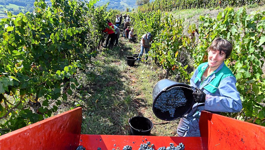 À une altitude moyenne  de 400 mètres, ces vignes sont vendangées uniquement à la main.