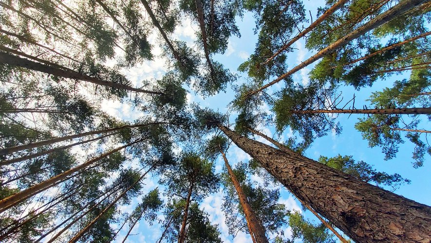Le gouvernement britannique a lancé une consultation sur la législation contre la déforestation illégale et pour la protection des forêts tropicales le 25 août dernier.