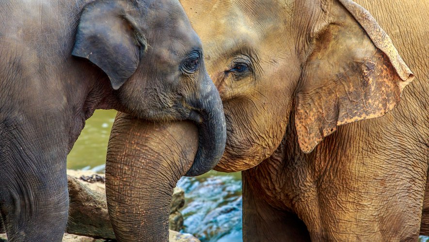 Un simple appel vidéo Zoom peut aider les éléphants de Thaïlande.