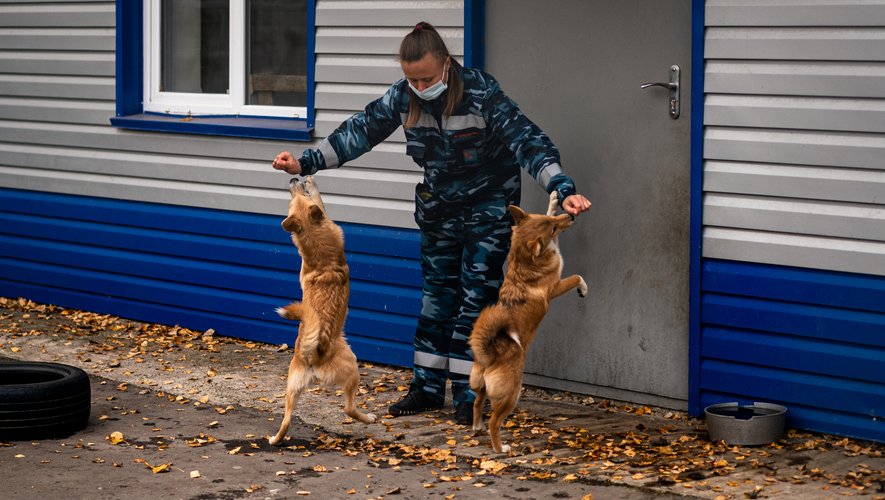 Près de Moscou, des "chiens-chacals", une race créée par un scientifique à l'époque soviétique, s'entraînent pour détecter des malades du Covid-19 dans les aéroports.