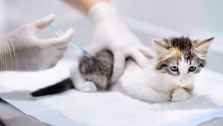 Contre le typhus du chat, la vaccination avant tout