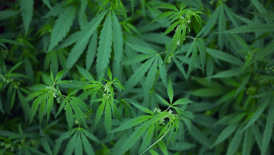 Le montant correspondant au marché illégal du cannabis dans l'Hexagone est estimé à environ 3,24 milliards d'euros, soit l'équivalent de 360 à 500 tonnes fumées par an (66% herbe, 32% résine, 2% autre).