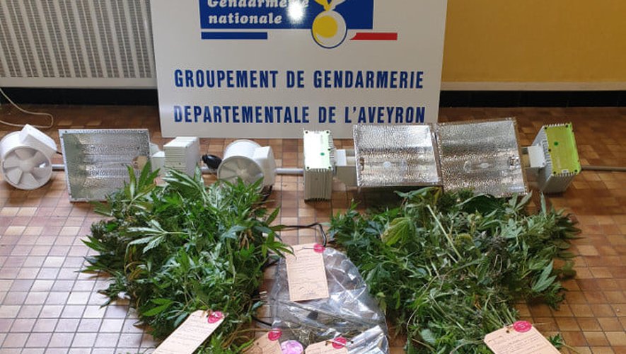 Les gendarmes ont saisi 14 pieds de cannabis et une importante somme d'argent.