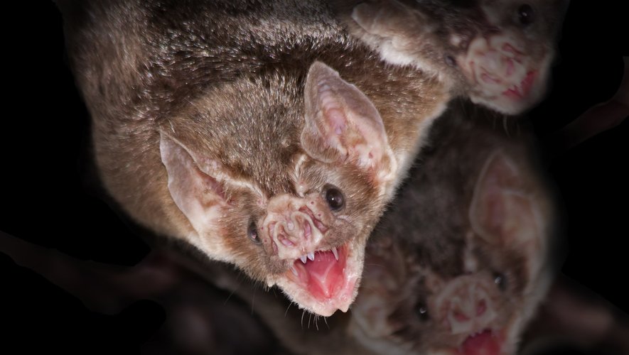 Les chauves-souris vampires pratiquement spontanément la distanciation sociale lorsqu'elles sont malades.