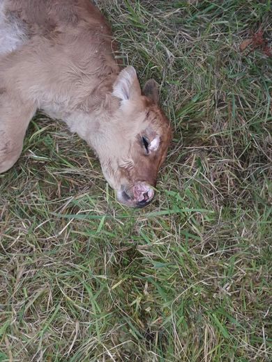Le veau tué par des chiens malgré un premier appel à l'ordre voici deux ans sur la commune de Druelle.