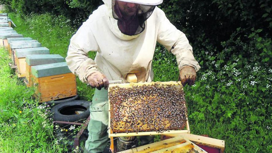 Les abeilles tout comme les apiculteurs sont des sentinelles de l’environnement.