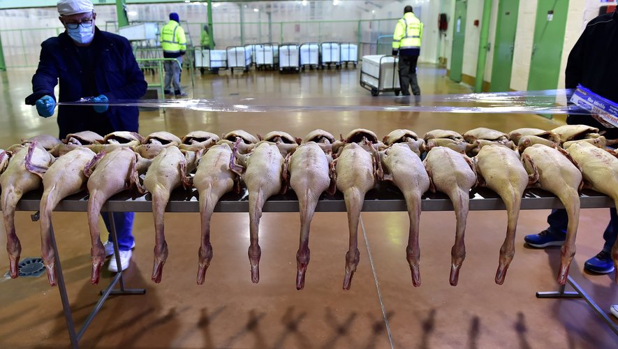 Une heure plus tôt, dans la "halle aux carcasses" -des animaux entiers sans leurs viscères-, 3,5 tonnes d'oies et de canards ont été vendues en une dizaine de minutes seulement.