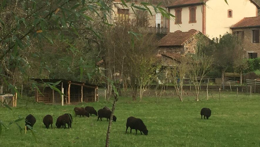 Des parcelles communales seront désormais entretenues par des animaux.