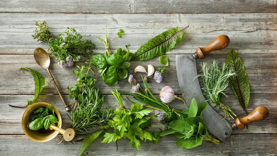 Herbes aromatiques : donnez de la saveur à vos plats