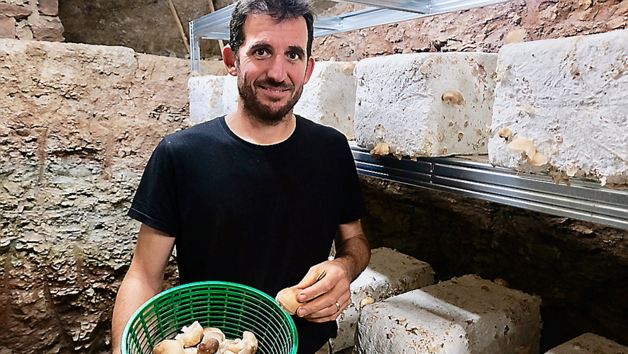 Élie James cultive donc des shiitakés, des champignons bons pour le système immunitaire.