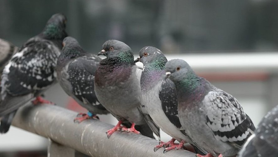 Lutte contre la prolifération des pigeons