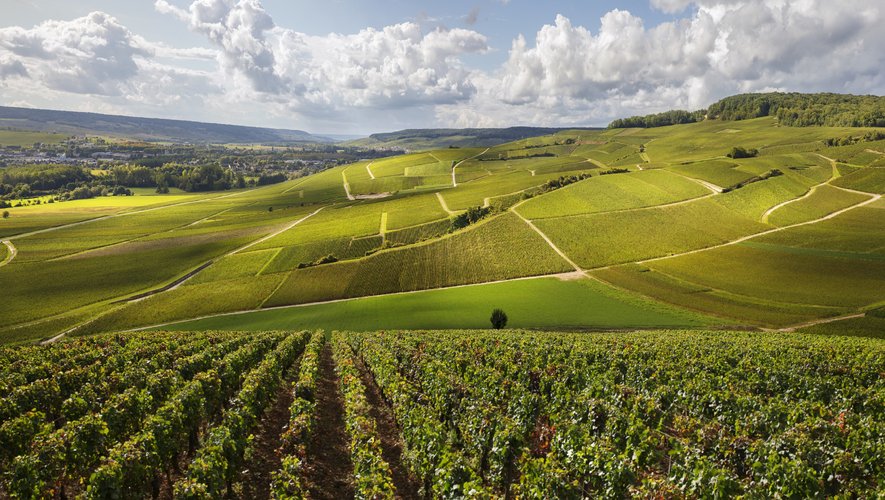 Les exportations de vins de Bourgogne, qui représentent près de la moitié des ventes, réussissent à limiter l'impact du Covid-19 grâce en particulier au boom surprenant du marché britannique.