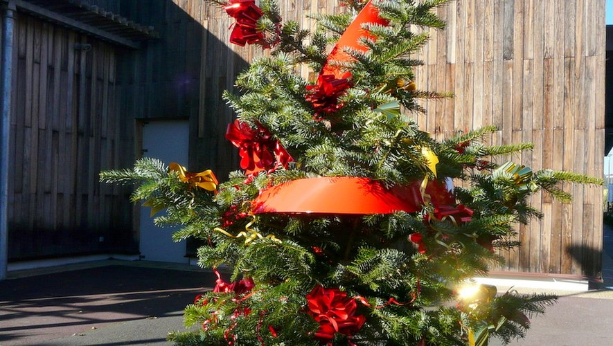 Le sapin epicéa ou Nordmann est le plus vendu à Noël