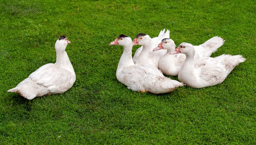 Grippe aviaire : un premier élevage touché en France