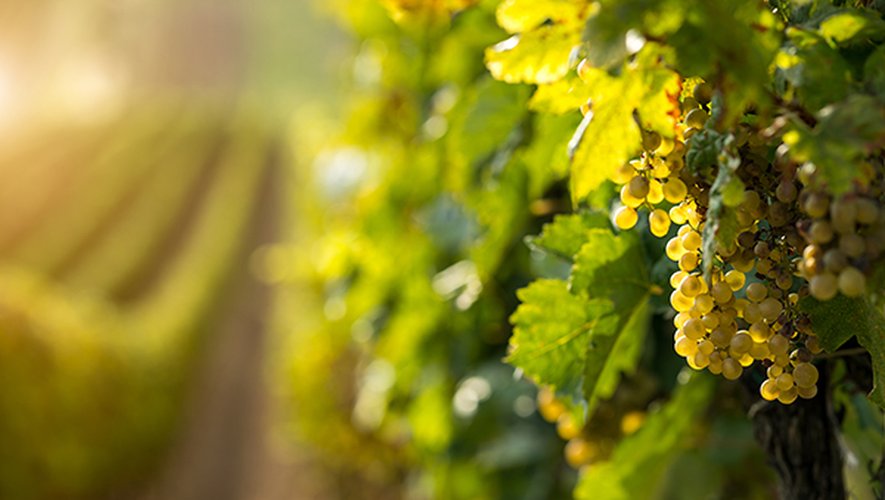 Le réchauffement climatique menace la production de vins. Toutefois, certaines variétés de vignes présentent des propriétés qui pourraient mieux résister au réchauffement climatique.