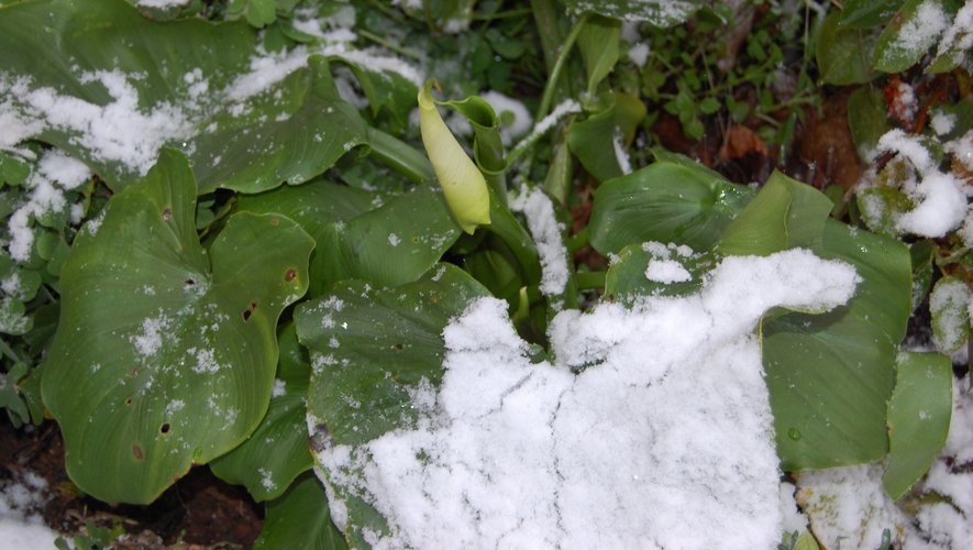 Une fleur d’arum au cœur de la neige