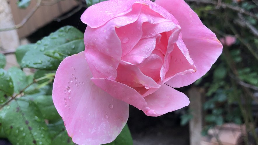 Un jardin de roses va voir le jour grâce à vous./Photo DDM, MCB