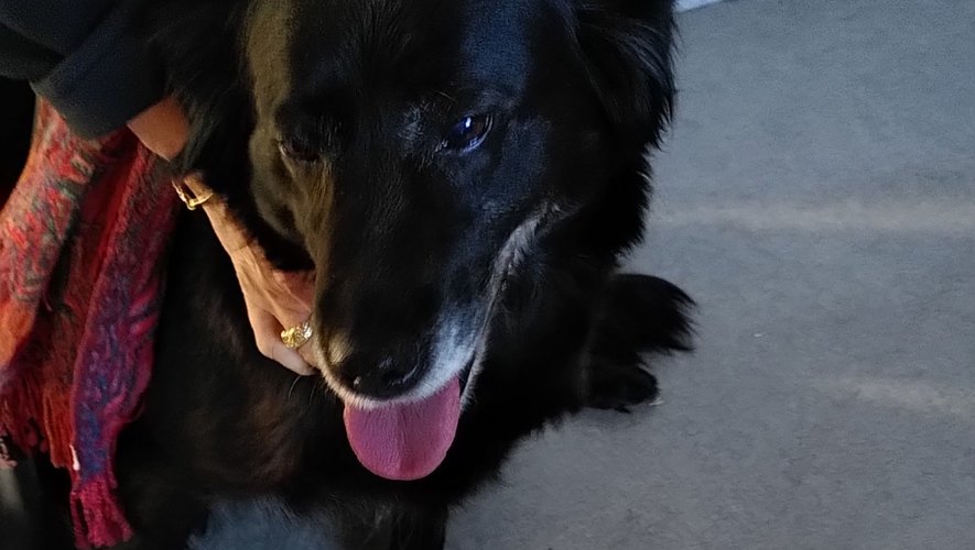 Cette chienne noire a été trouvée au virage du Breil, a la sortie de VIllefranche.