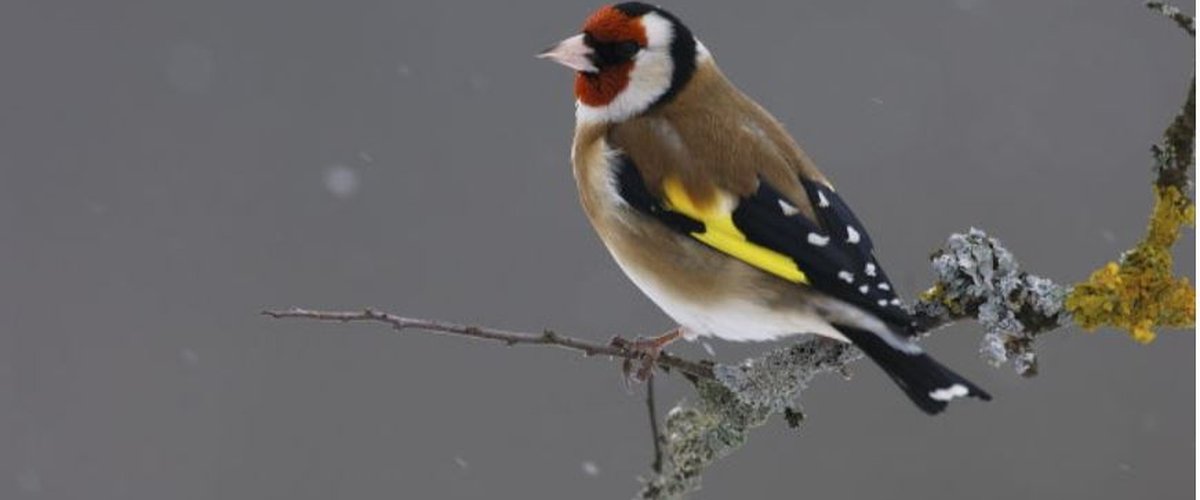 Narbonne : une météo des oiseaux pour les sports nature