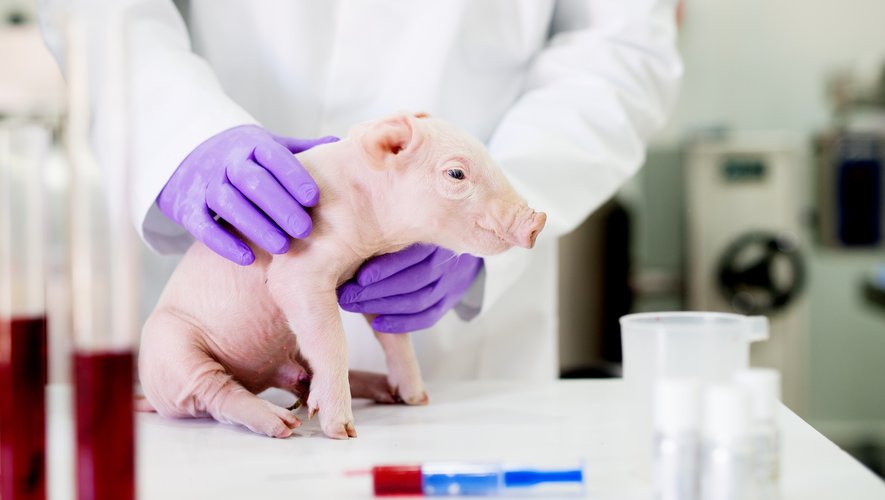 En 2019, 1 865 403 espèces animales ont été utilisées en France pour des expériences en laboratoires.