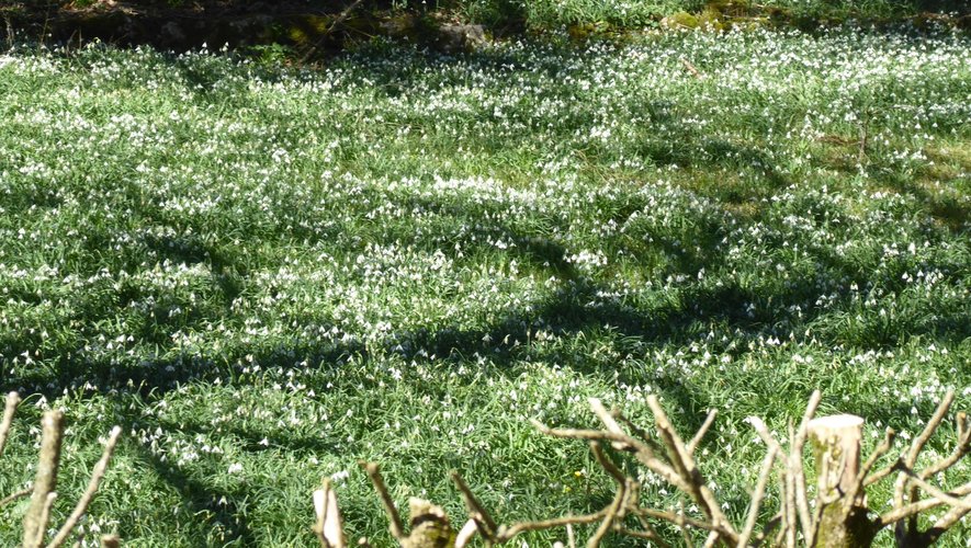 La pelouse de cette primauboise tapissée de perce-neige.