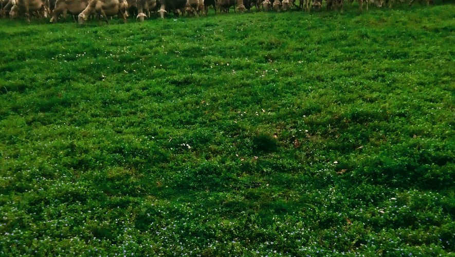 Les troupeaux ovins réapparaissent dans le paysage broussais.