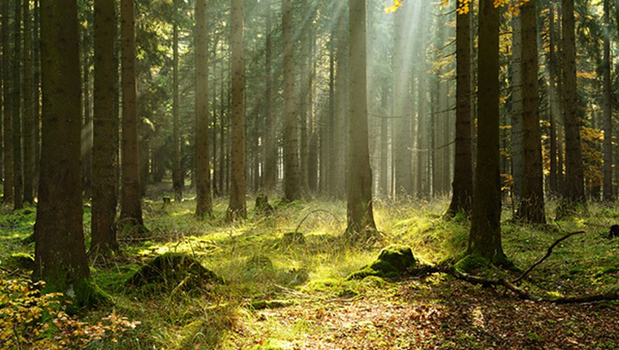 L'idée des forêts nourricières, également appelées "jardins-forêts", n'est pas nouvelle. Elle a été développée en Europe dans les années 80, notamment par l'horticulteur britannique Robert Hart.