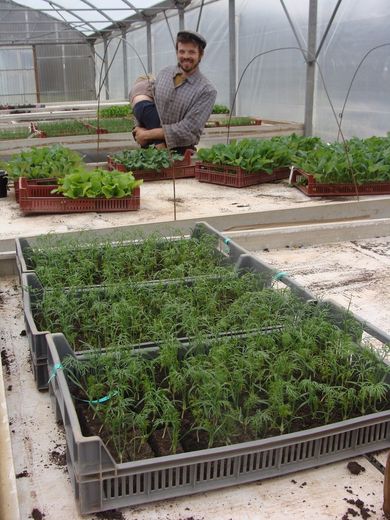Quentin propose des plants biologiques cultivés dans sa serre.