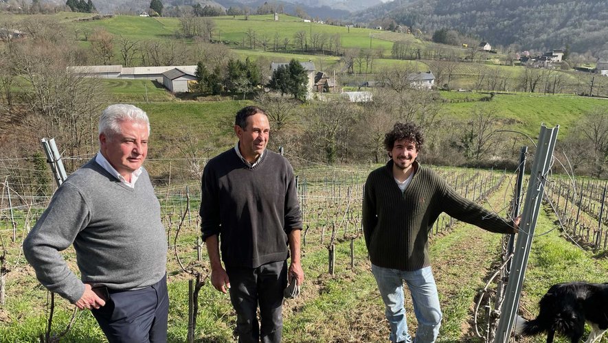 Jean-Claude Anglars, Laurent et Pierrick Mousset dans les vignes.