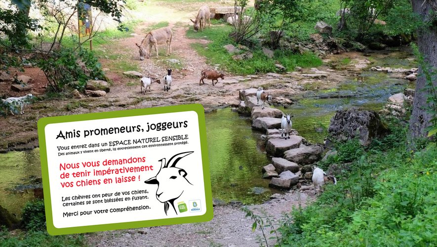 Protection des chèvres  et des ânes le long du Dourdou.