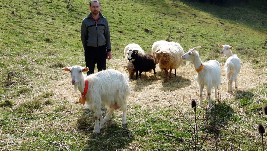 Mathieu Lemouzy en compagnie de chèvres des Cévennes et de béliers Balwen et roux, ardennais tachetés.