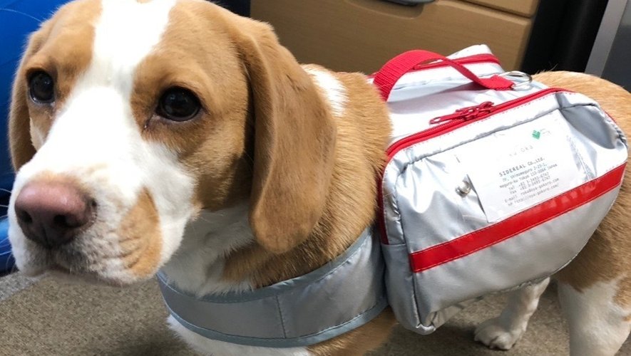 Une société japonaise a créé des sacs de survie destinés aux chiens confrontés aux catastrophes naturelles.