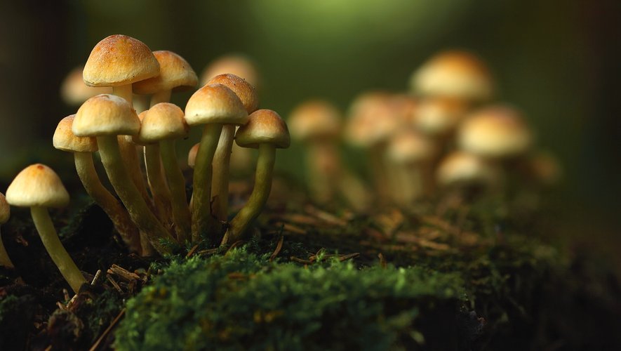 Pour devenir plus performants au travail, certains testent le microdosing de champignons hallucinogènes