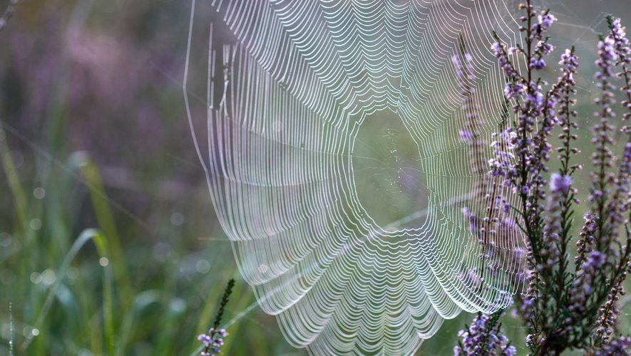 La soie d'araignée est considérée comme l'un des matériaux les plus résistants au monde.