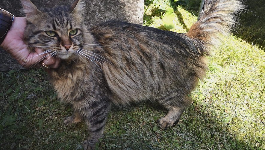 Chouchou, le chat de la sous-préfecture, a disparu depuis le 9 avril./Photo Évelyne Cabrit