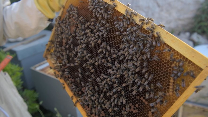Les ruches du projet Bee aware sur l'île de Malte.